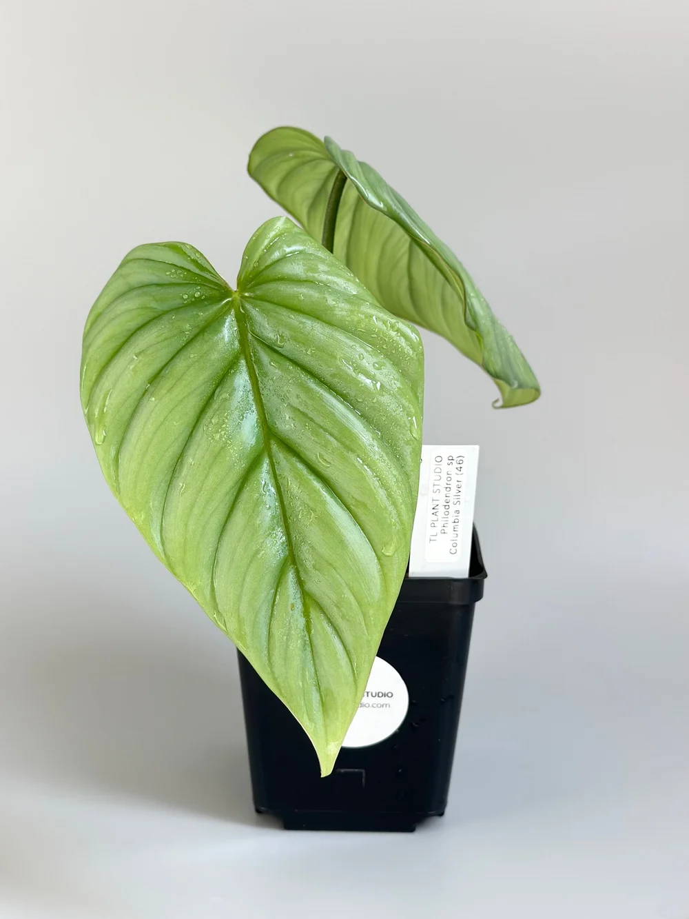 Philodendron sp Columbia Silver #46  TL PLANT STUDIO