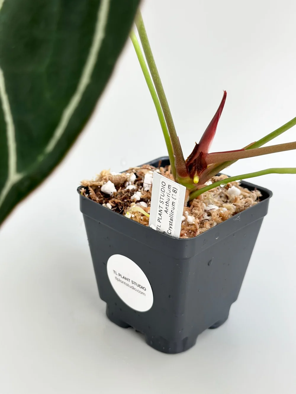ANTHURIUM CRYSTALLINUM DARK FORM  TL PLANT STUDIO