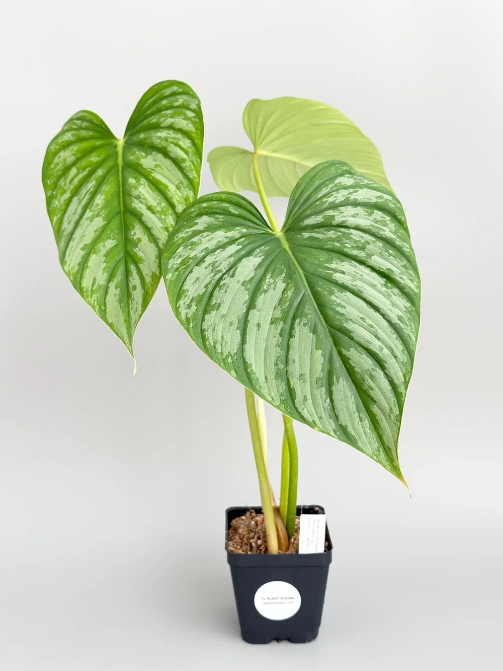 Philodendron pastazanum white #22  TL PLANT STUDIO