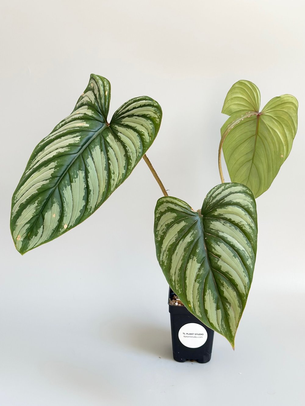 Philodendron mamei Silver Cloud #12  TL PLANT STUDIO
