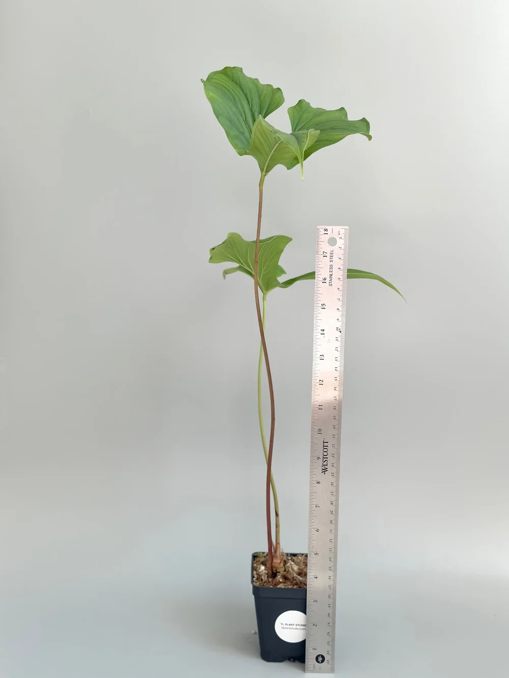 Anthurium draconopterum #12  TL PLANT STUDIO