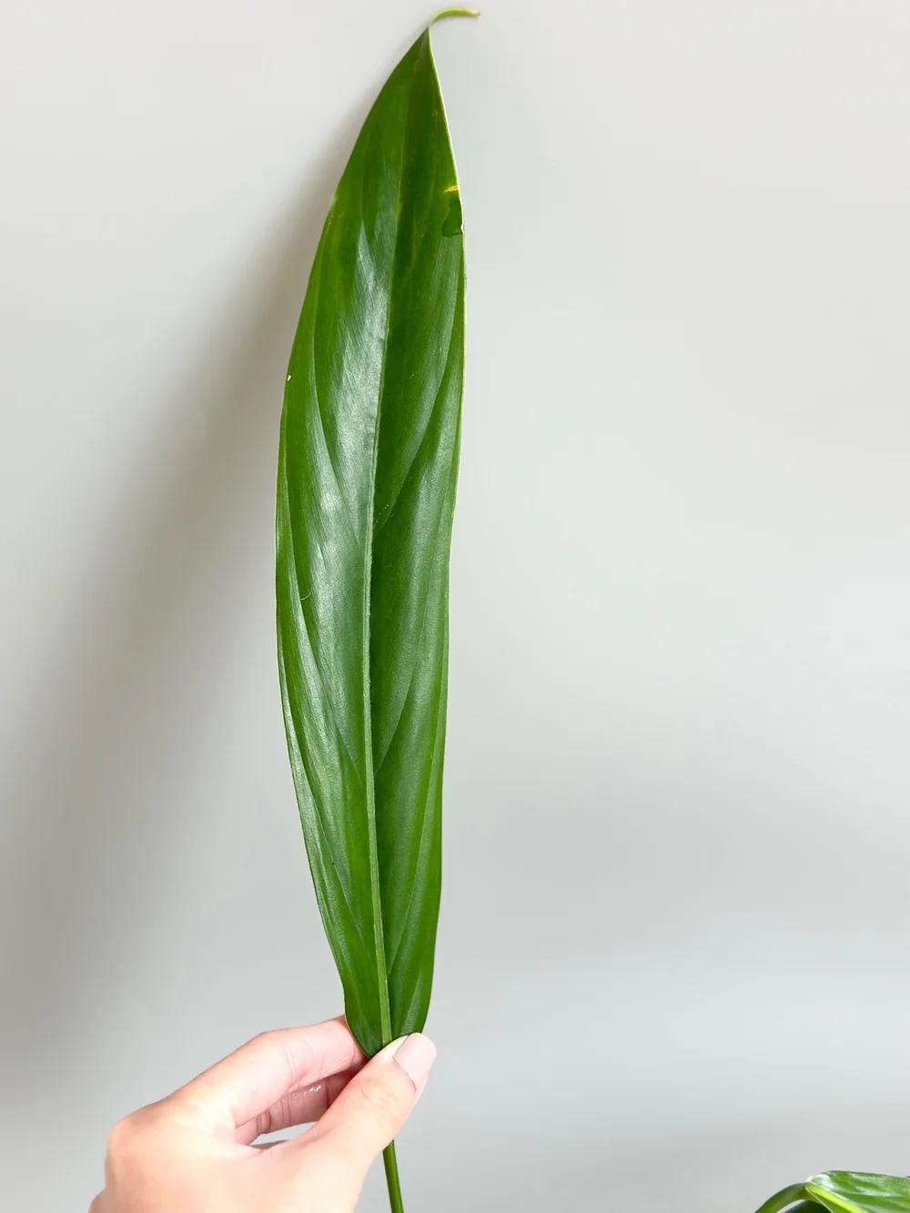 Philodendron asplundii #8  TL PLANT STUDIO