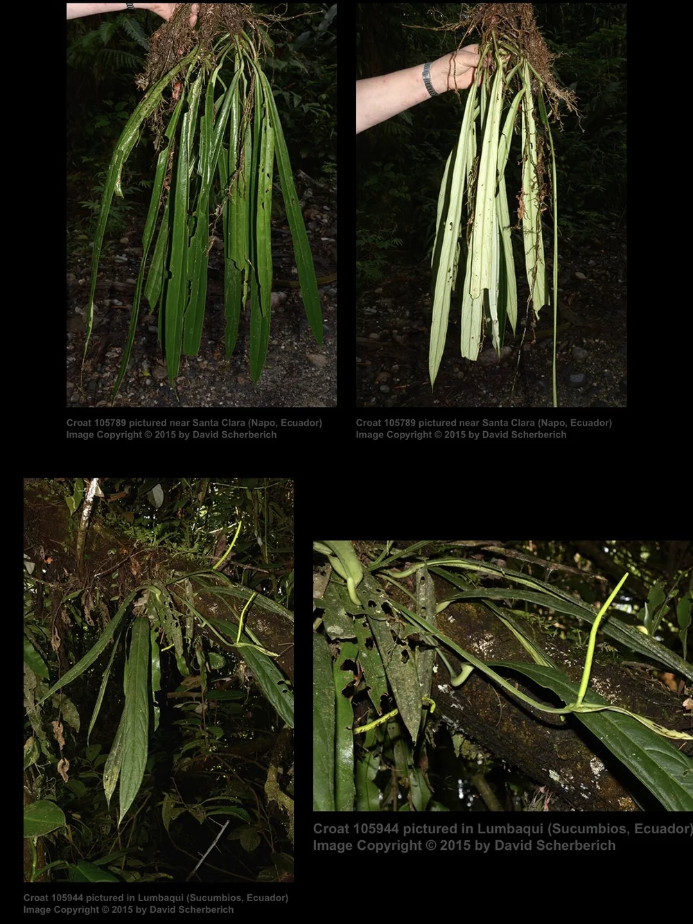blaue agave lb Buy Blue Glow Agave Phoenix, AZ | Agave 'Blue Glow' main image 0