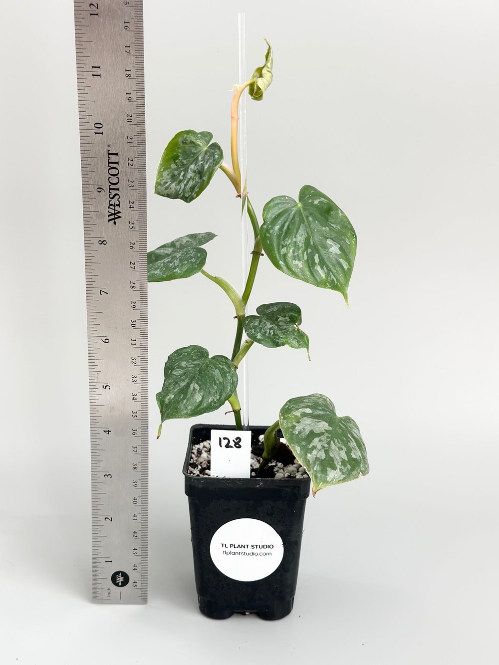 Philodendron brandtianum wild form #128  TL PLANT STUDIO