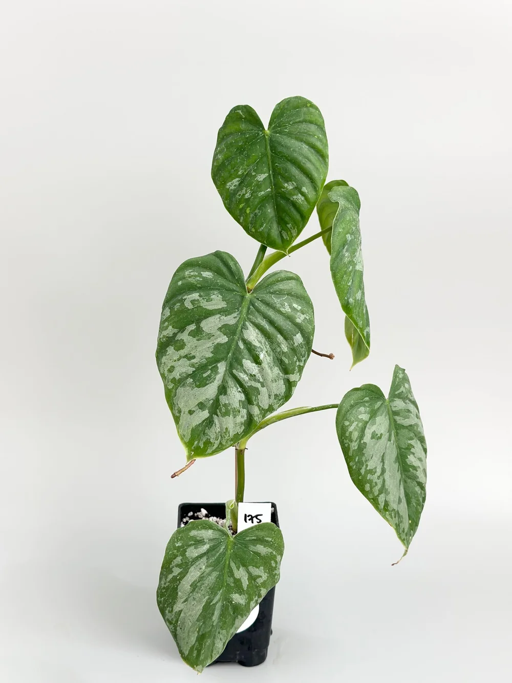 Philodendron brandtianum wild form #175  TL PLANT STUDIO