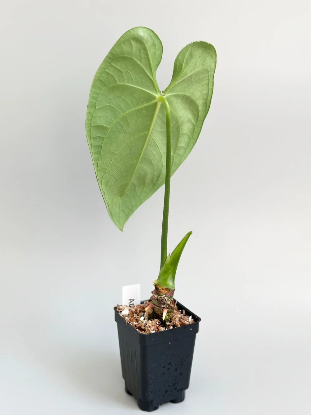 Anthurium regale Dark Form #35 — TL PLANT STUDIO