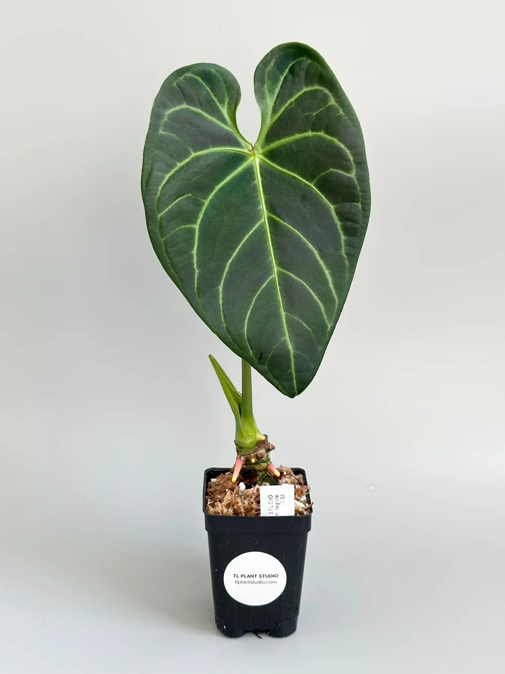 その他観葉植物 Anthurium regale dark Anthurium regale Dark Form #35 — TL PLANT STUDIO