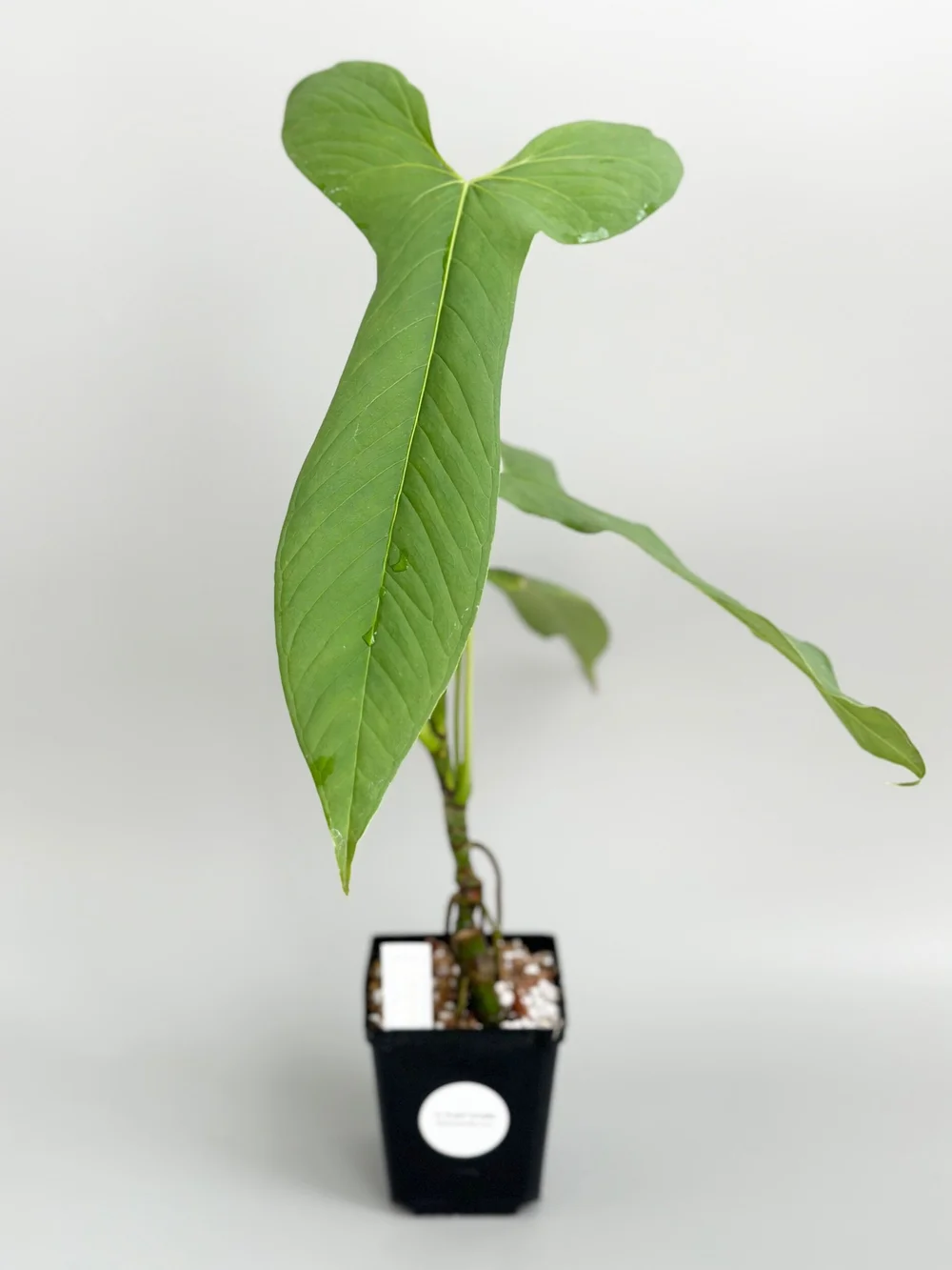 Anthurium marmoratum x longissimilobum #23  TL PLANT STUDIO