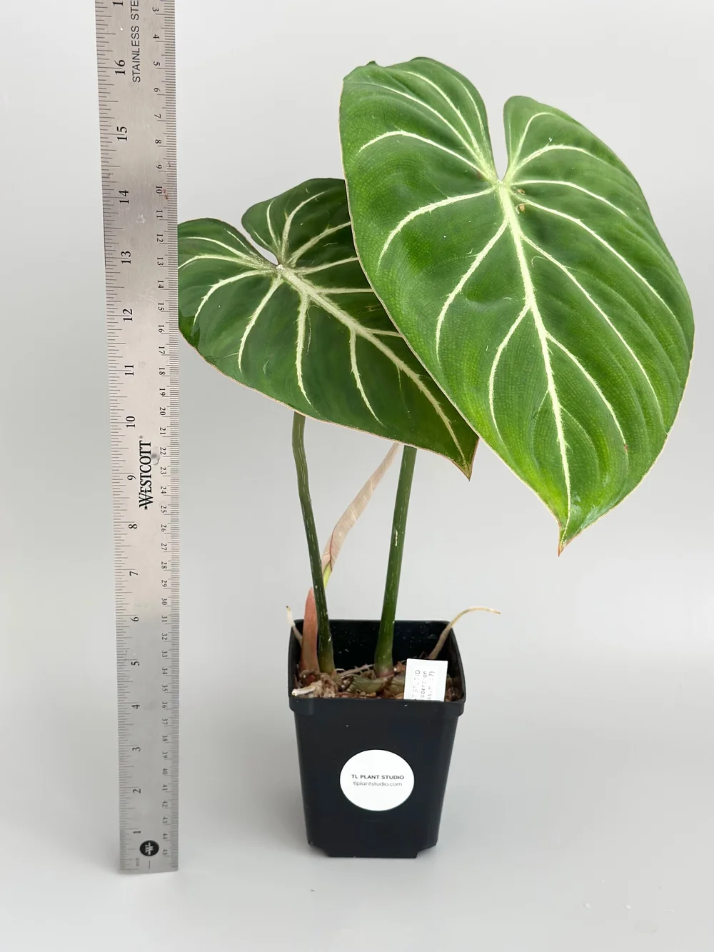 variegated prayer plant Prayer Plant