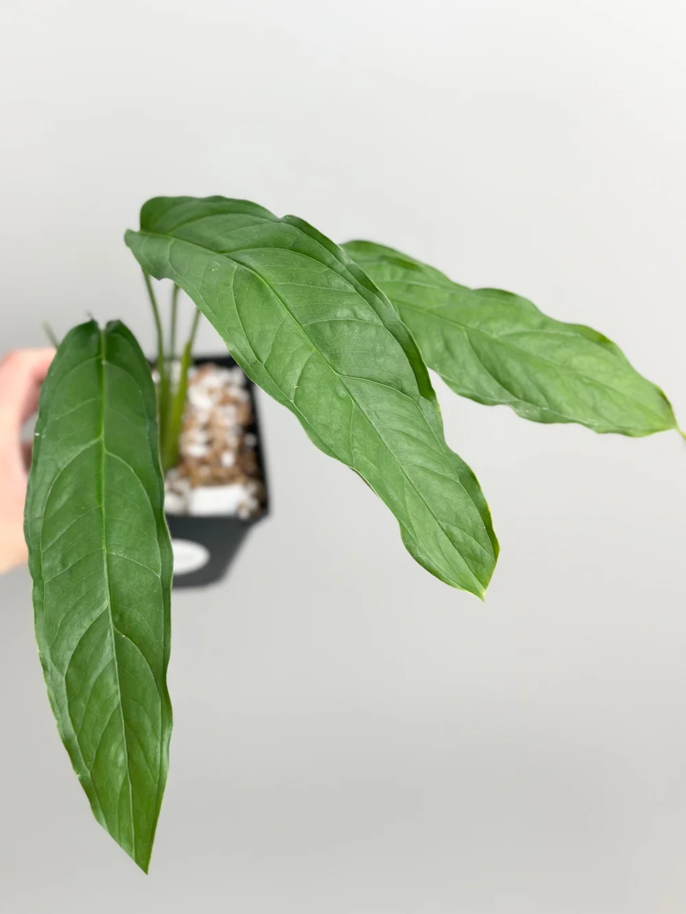 Monstera obliqua 'Amazonas' #10  TL PLANT STUDIO