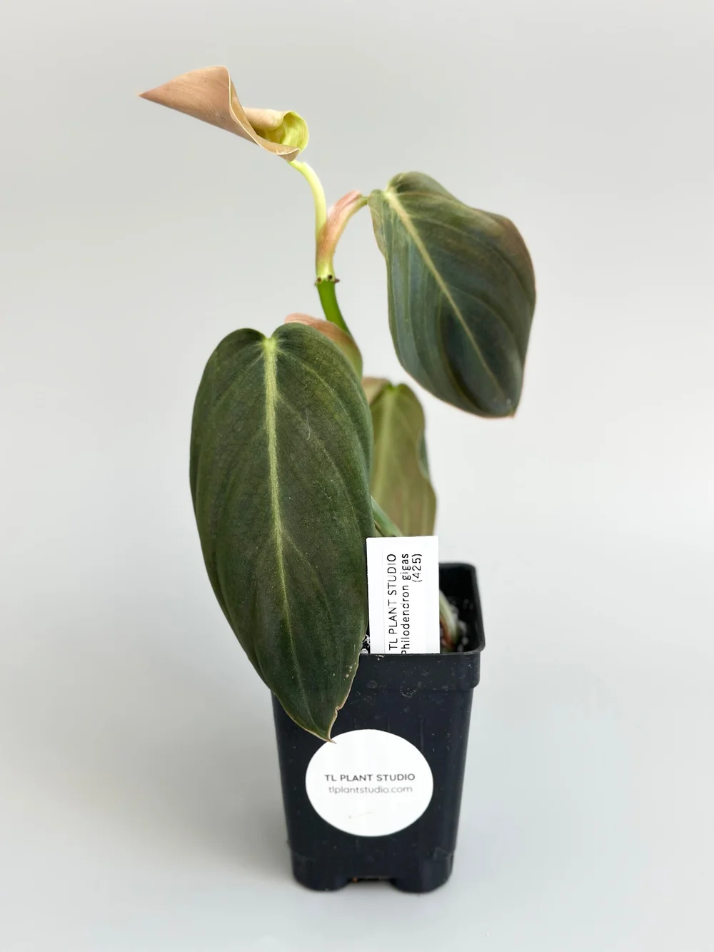5 philodendron selloum plant Philodendron selloum 'Hope' — Tropical Split-Leaf Philodendron
