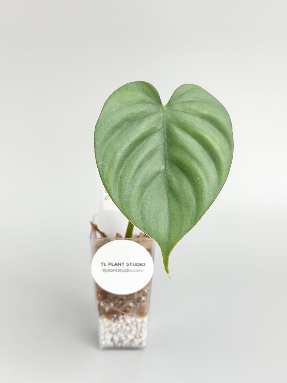 Philodendron sp Silver Angel #401  TL PLANT STUDIO