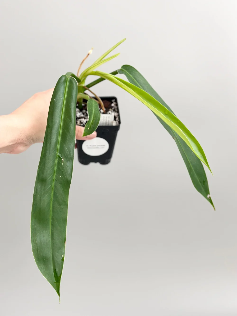 heartleaf philodendron light requirements Heart Leaf Philodendron Plants for Sale main image 0