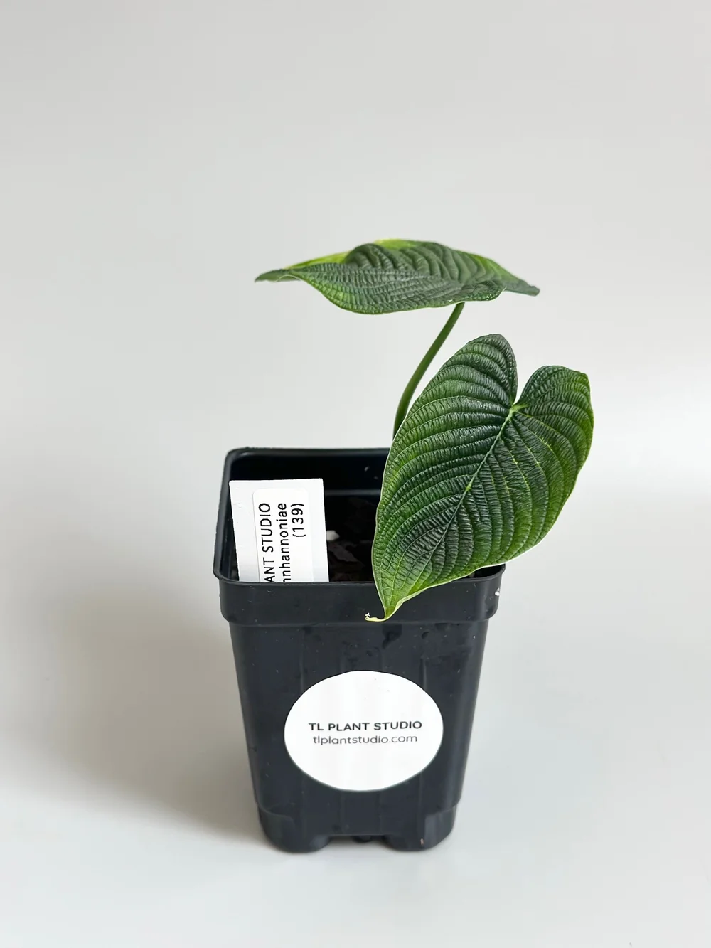 Philodendron lynnhannoniae #139  TL PLANT STUDIO