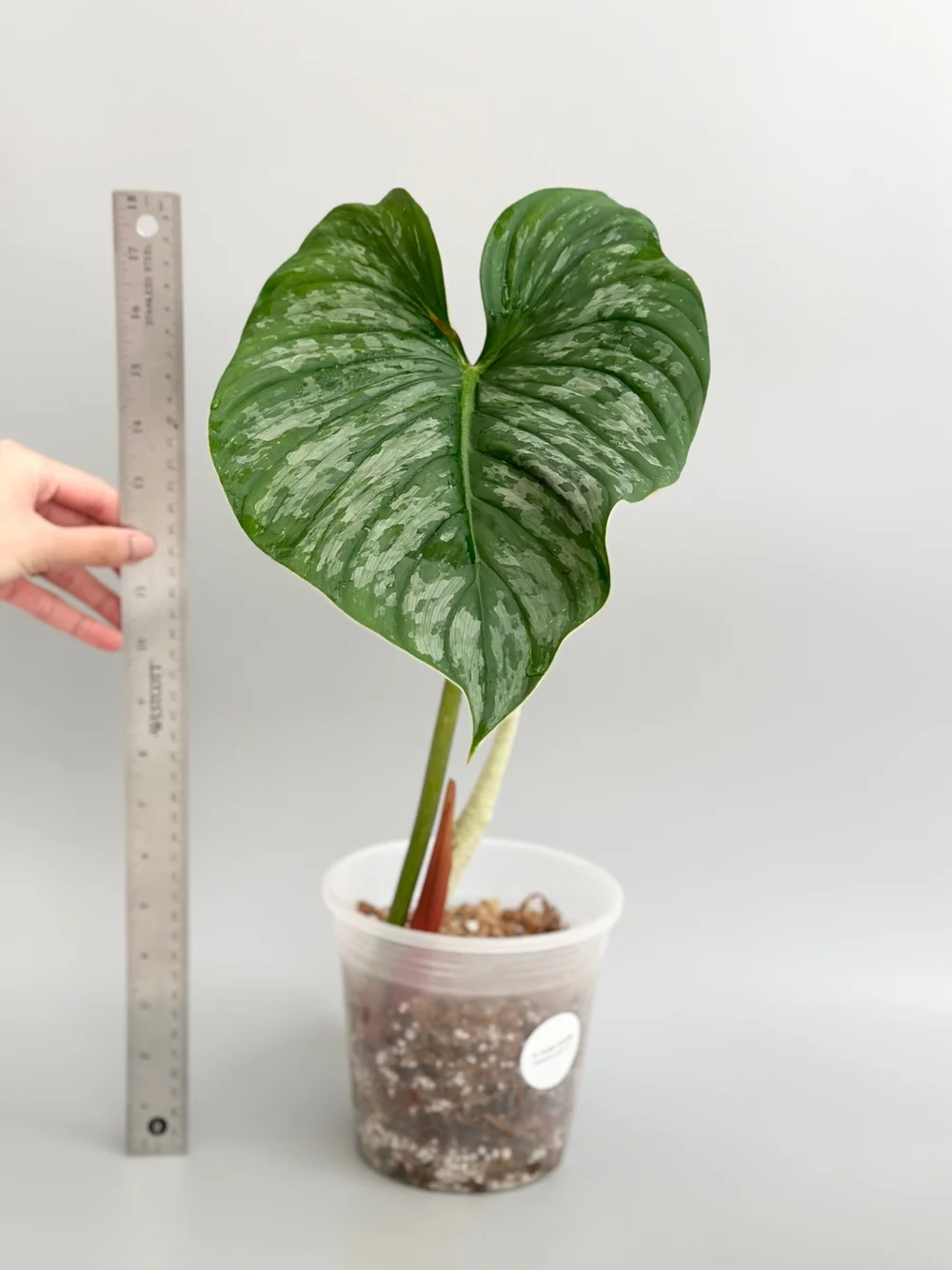Philodendron pastazanum White #344  TL PLANT STUDIO