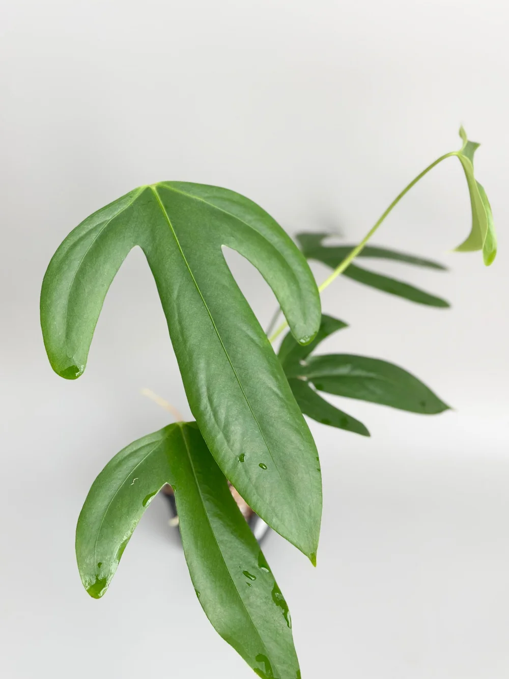 ikea dracaena plant Havana Tropical pot