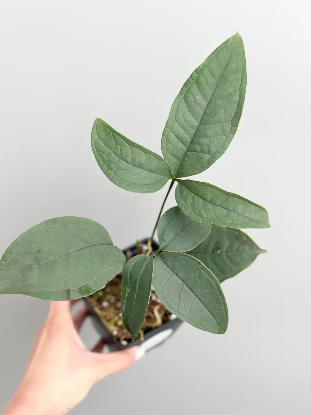 Anthurium arisaemoides x trilobum #22  TL PLANT STUDIO