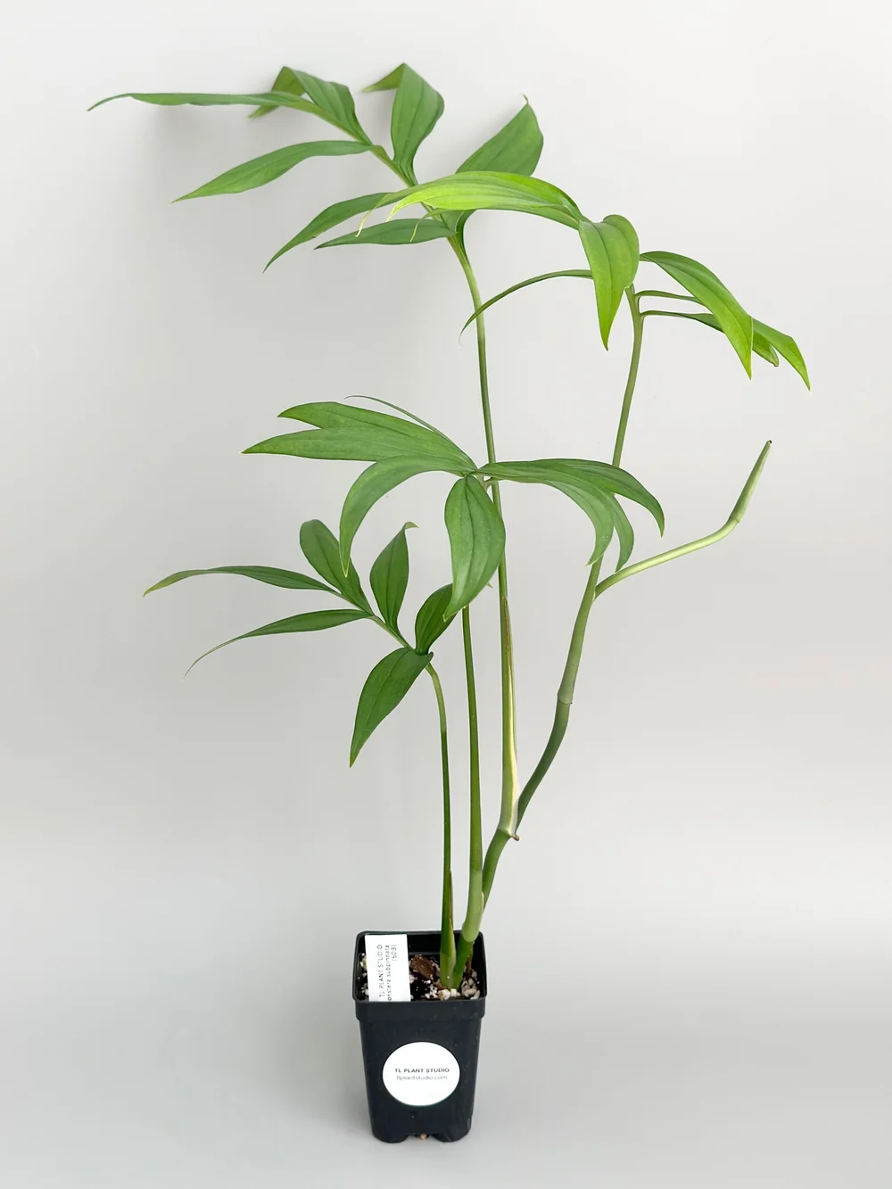 philodendron melanochrysum Philodendron melanochrysum variegatum main image 0