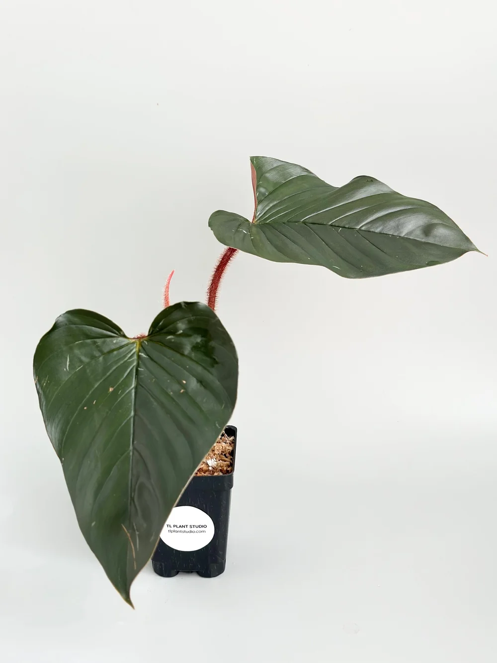 Philodendron squamicaule 'Blood' #247  TL PLANT STUDIO