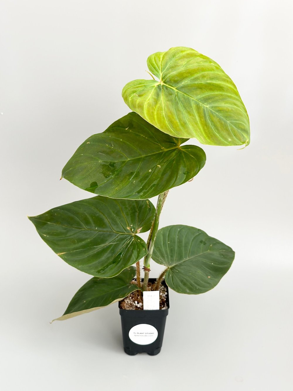 banana artificial plant Artificial Banana Plant for Decoration