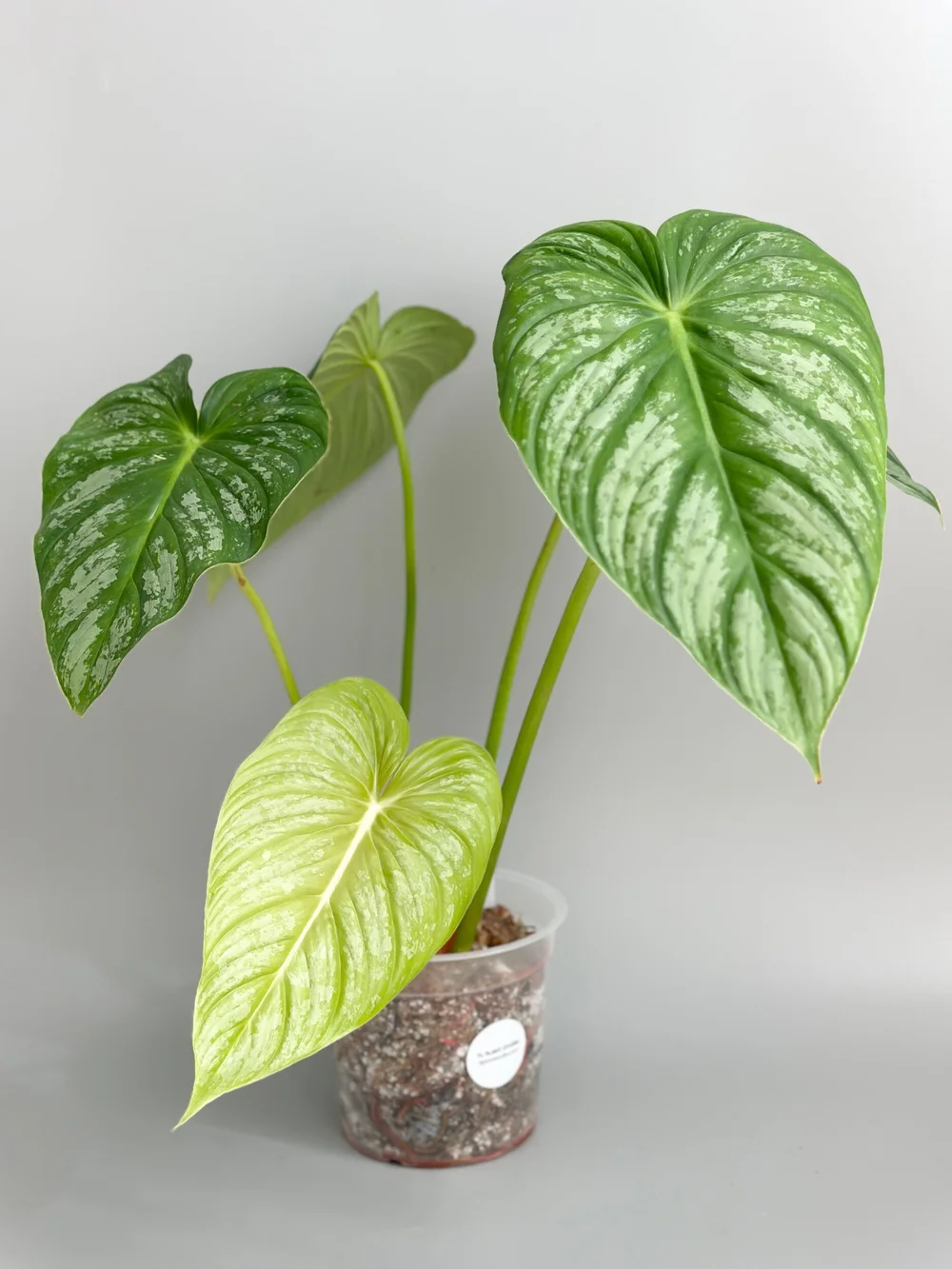japanese plant indoor Japanese Climbing Fern For Sale  Logee's Plants