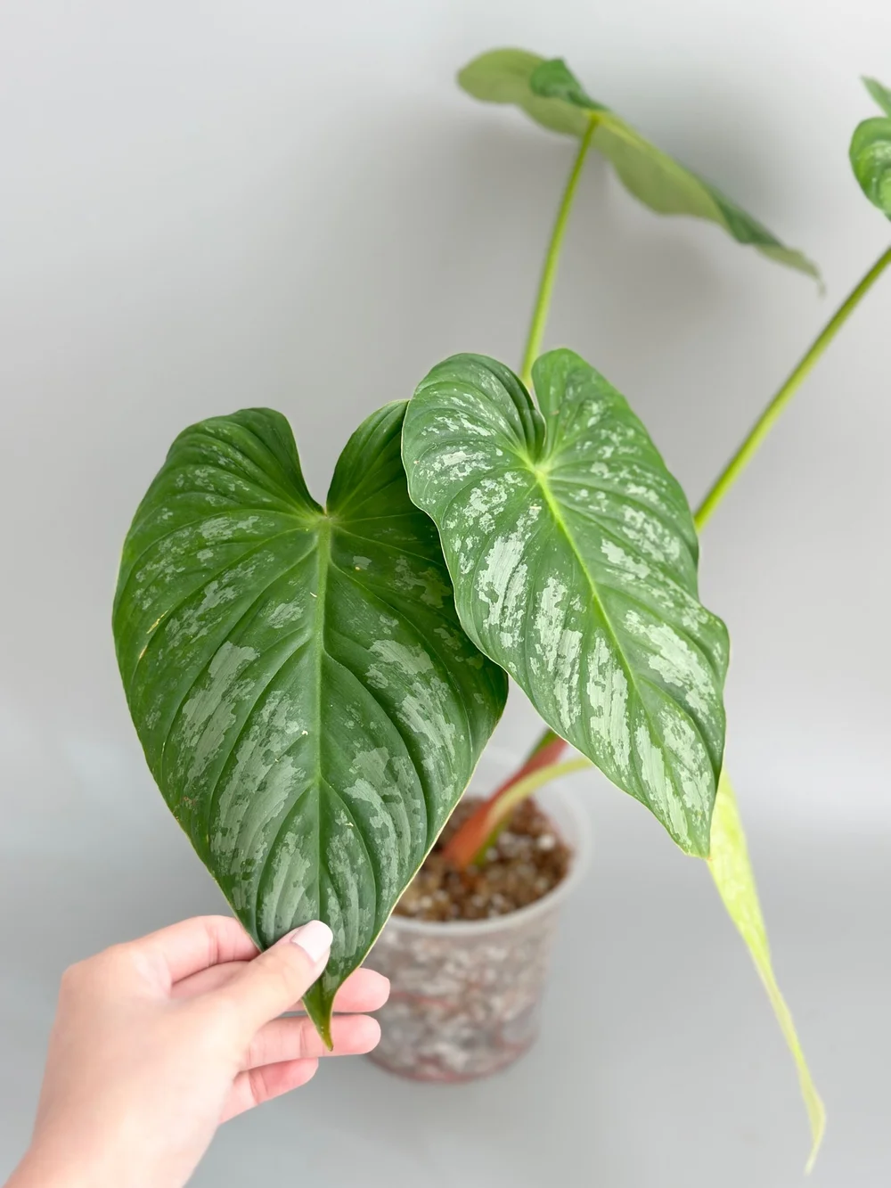 Large Philodendron pastazanum White #40  TL PLANT STUDIO