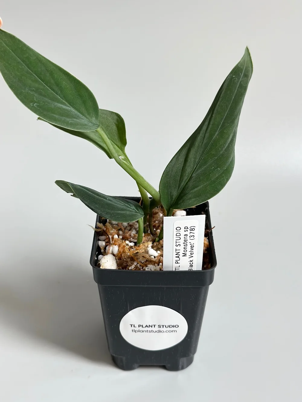 Monstera sp 'Black Velvet' #378  TL PLANT STUDIO