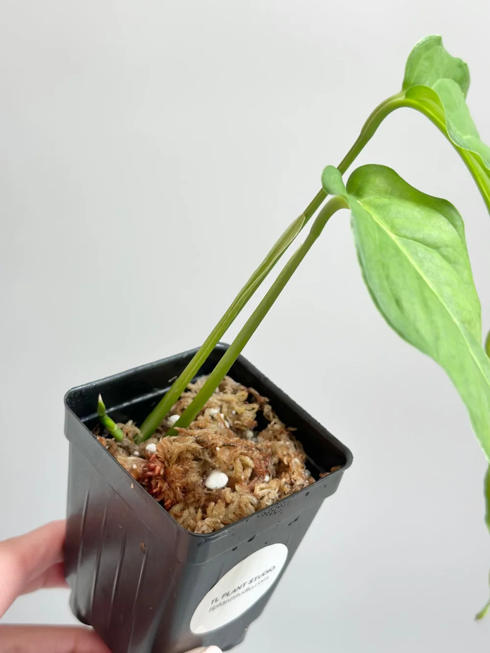 purple queen plant Purple Queen Setcreasea For Sale main image 1