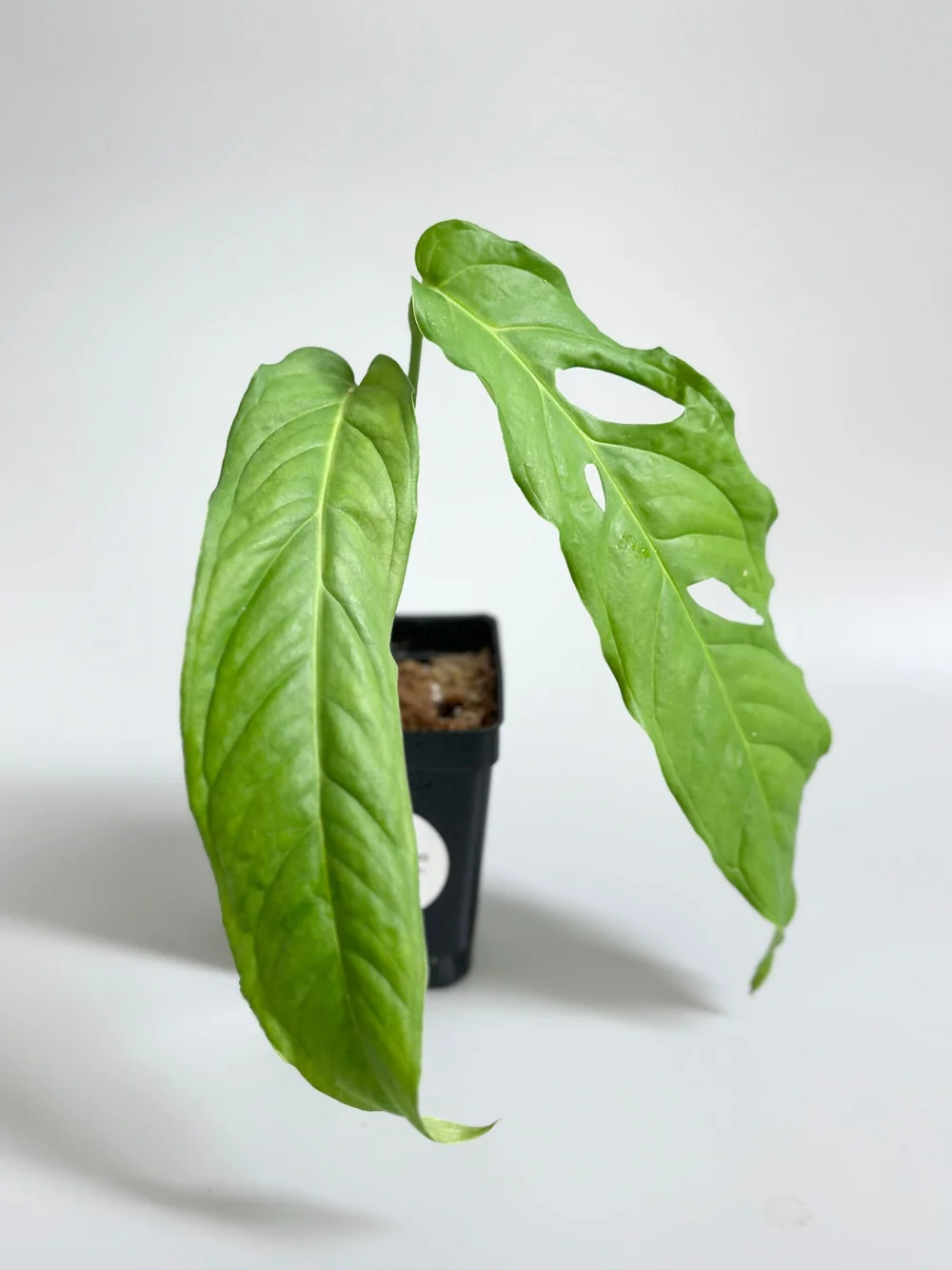 Monstera obliqua 'Tiwintza' #23  TL PLANT STUDIO