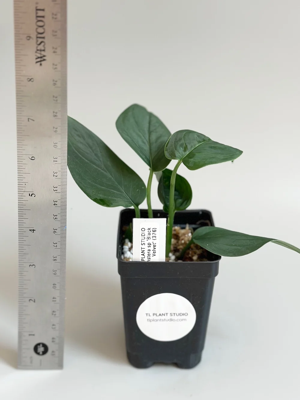 Monstera sp 'Black Velvet' #376  TL PLANT STUDIO