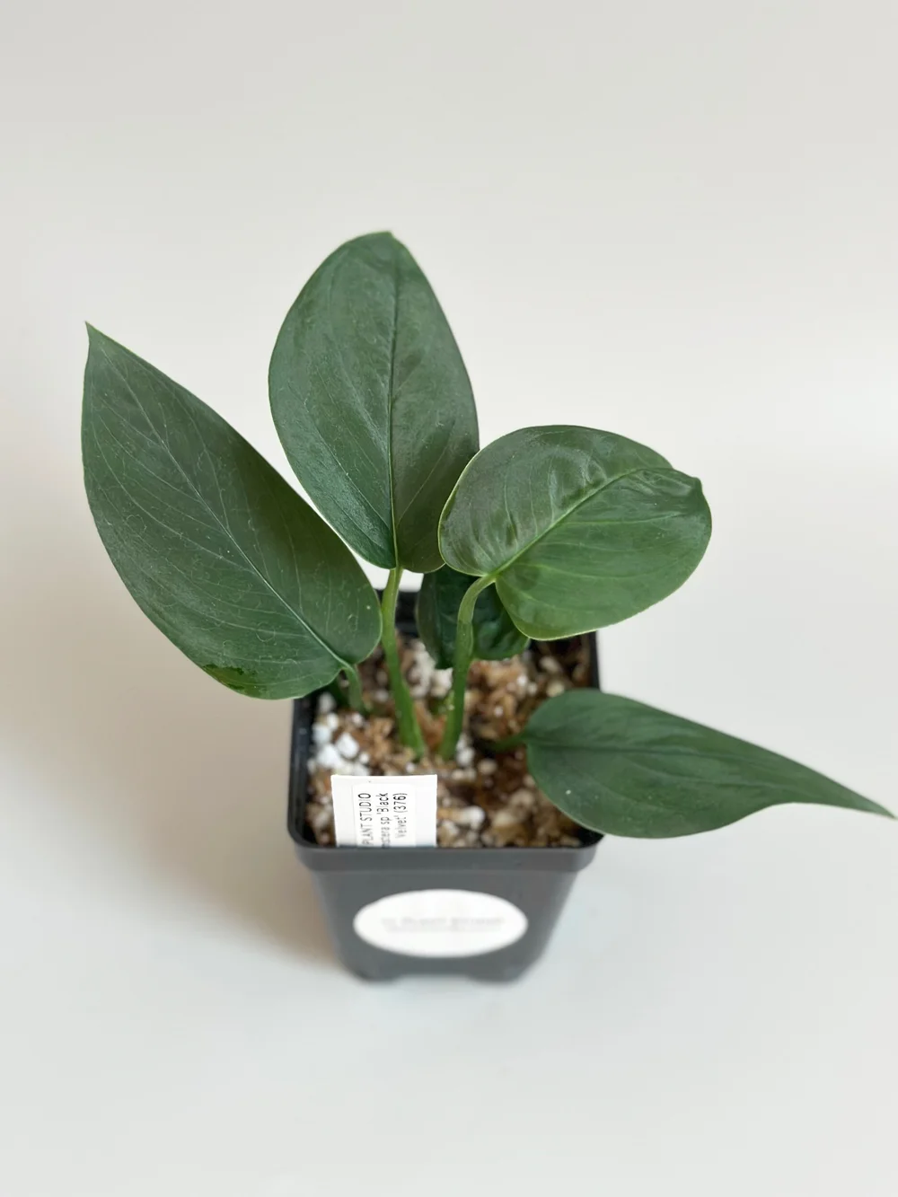 Monstera sp 'Black Velvet' #376  TL PLANT STUDIO