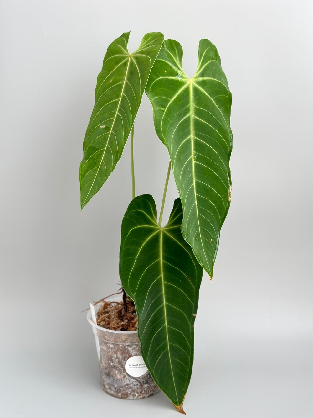 2ft Tall Anthurium marmoratum #268  TL PLANT STUDIO