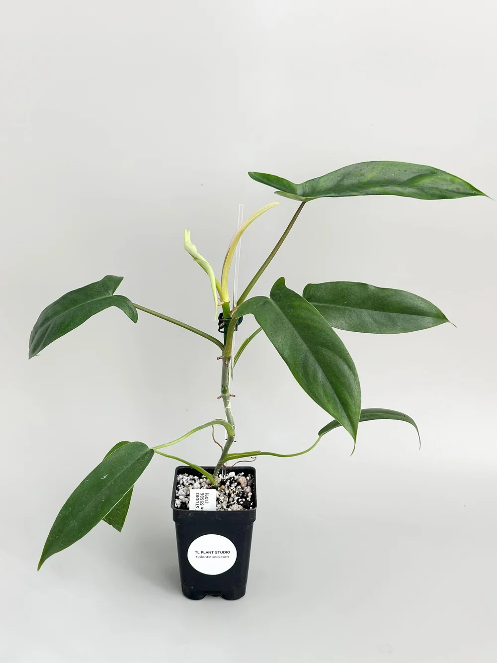 Philodendron 69686 #109  TL PLANT STUDIO