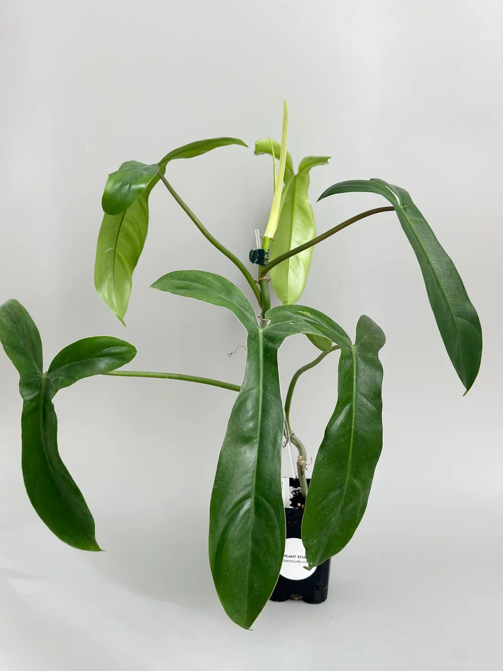 buy snake plant online canada Snake Plant main image 0