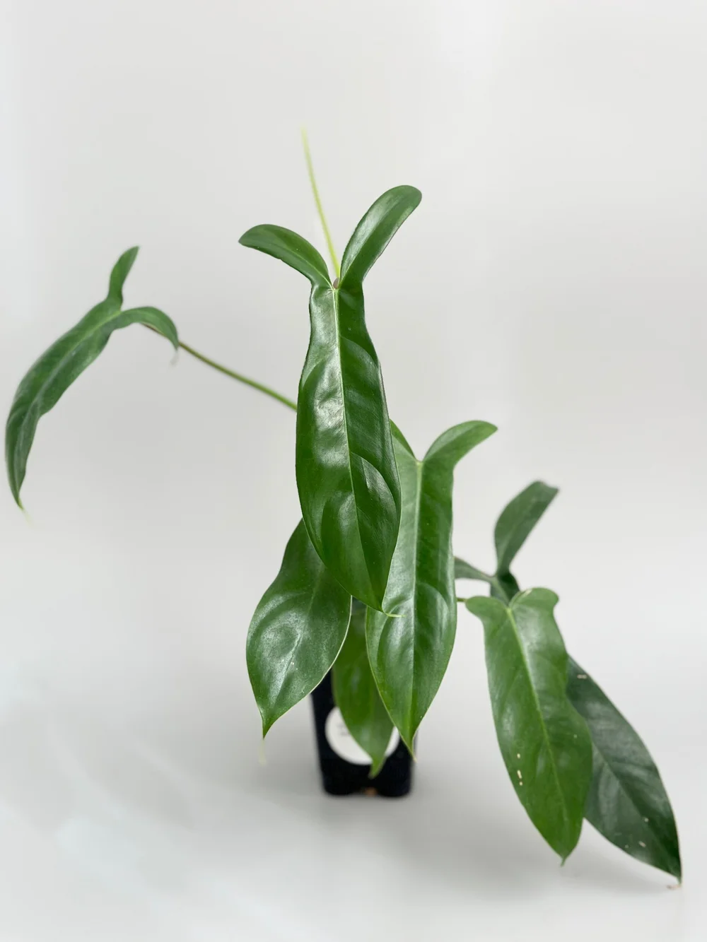 Philodendron 69686 #110  TL PLANT STUDIO