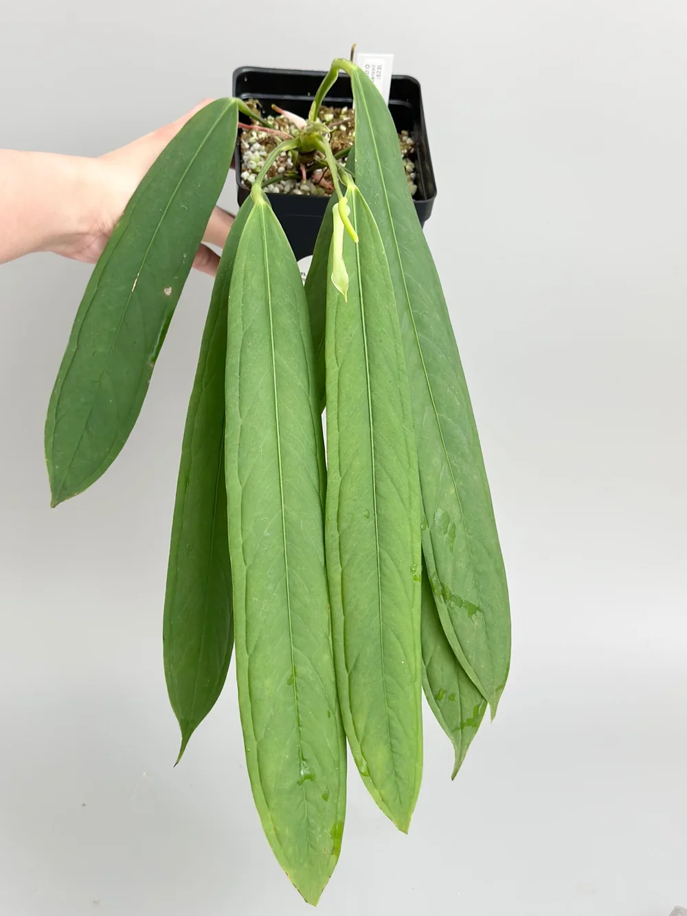 alocasia zebrina yellow leaf Alocasia Lauterbachiana Aurea Variegated (A05) – Wilderly main image 1