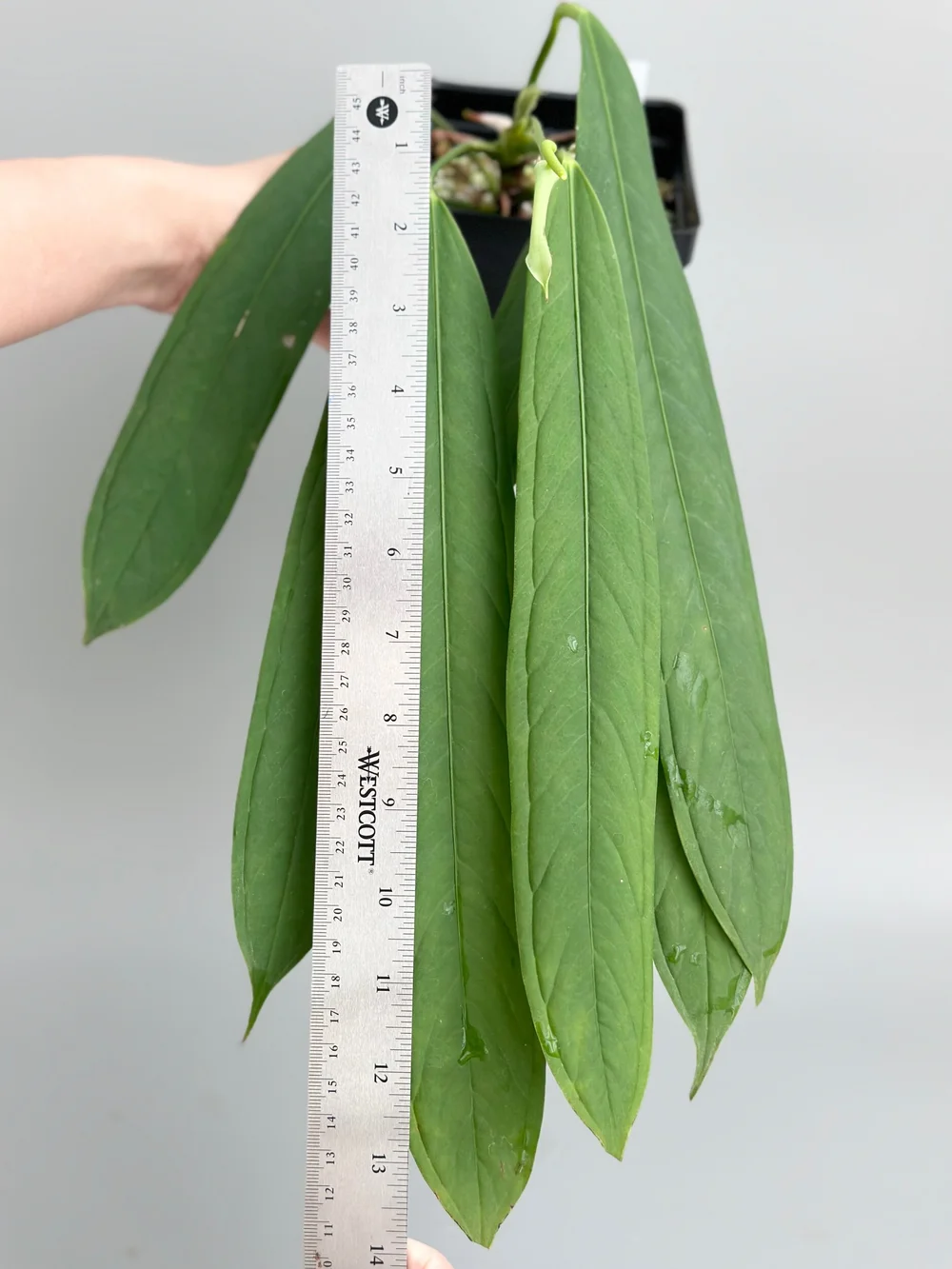 anthurium zizou Buy Best Anthurium Andraeanum (Zizou Purple) Plant