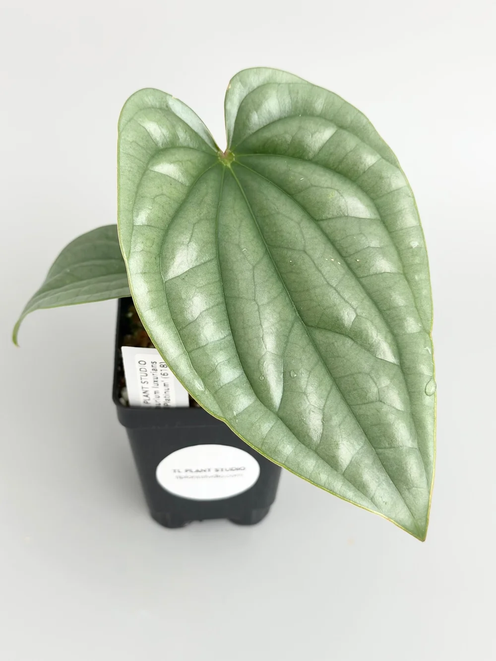 ANTHURIUM LUXURIANS 'PLATINUM'  TL PLANT STUDIO
