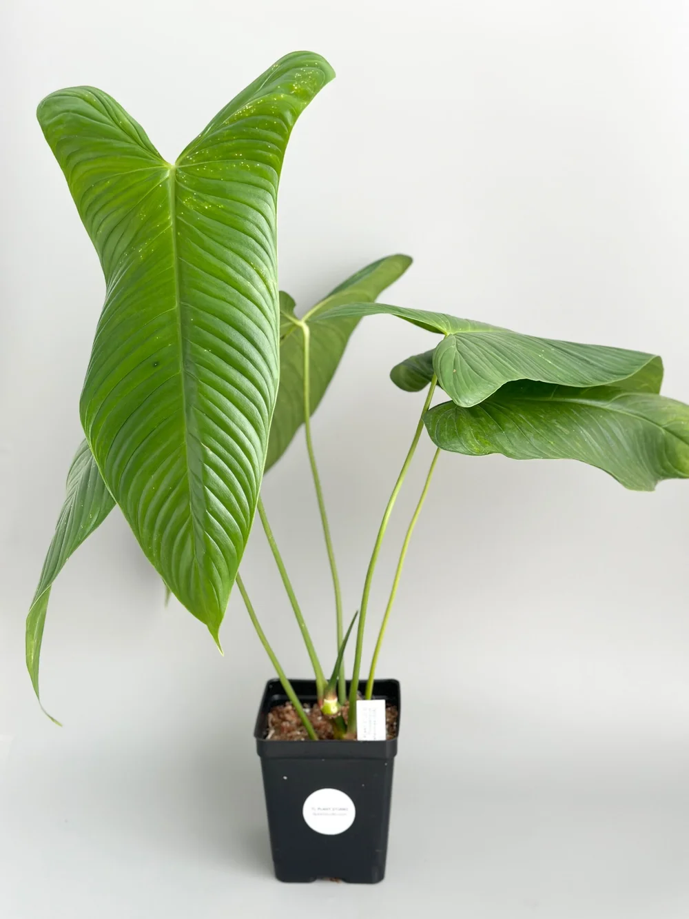 philodendron verrucosum radiante Philodendron verrucosum
