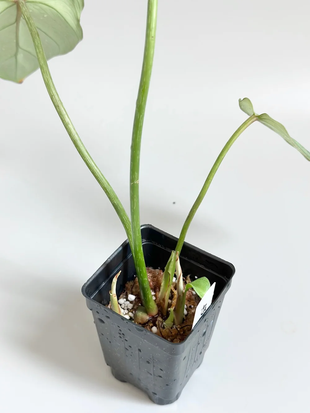 Philodendron gloriosum Dark Form #338  TL PLANT STUDIO
