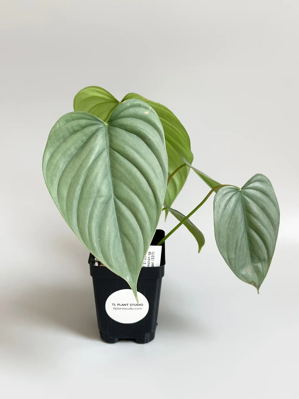 philodendron gigas mature Philodendron gigas main image 0