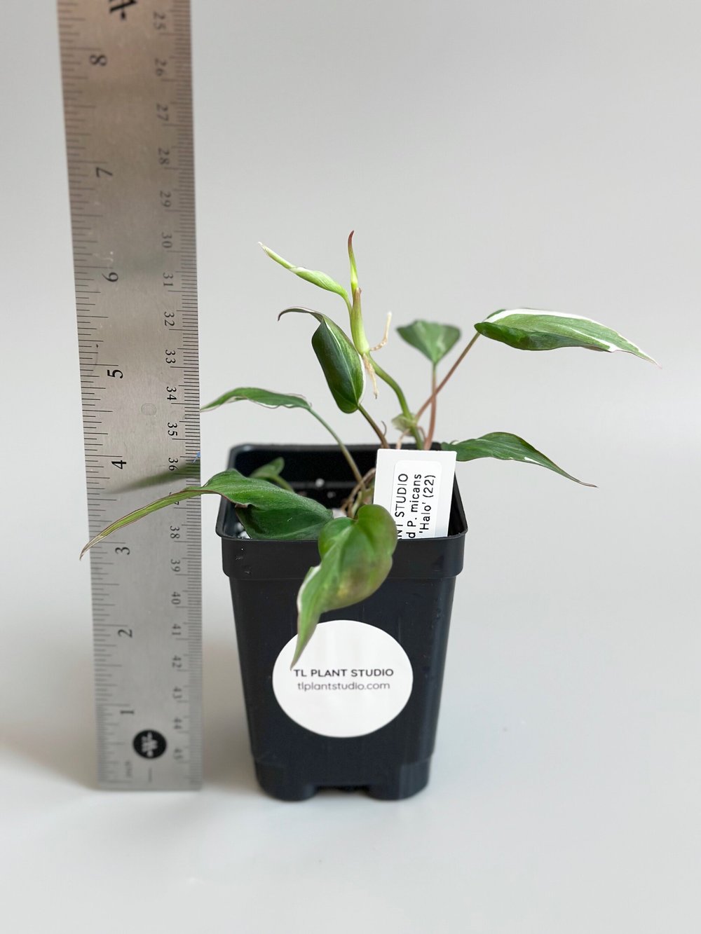 full grown ponytail palm Ponytail Palm