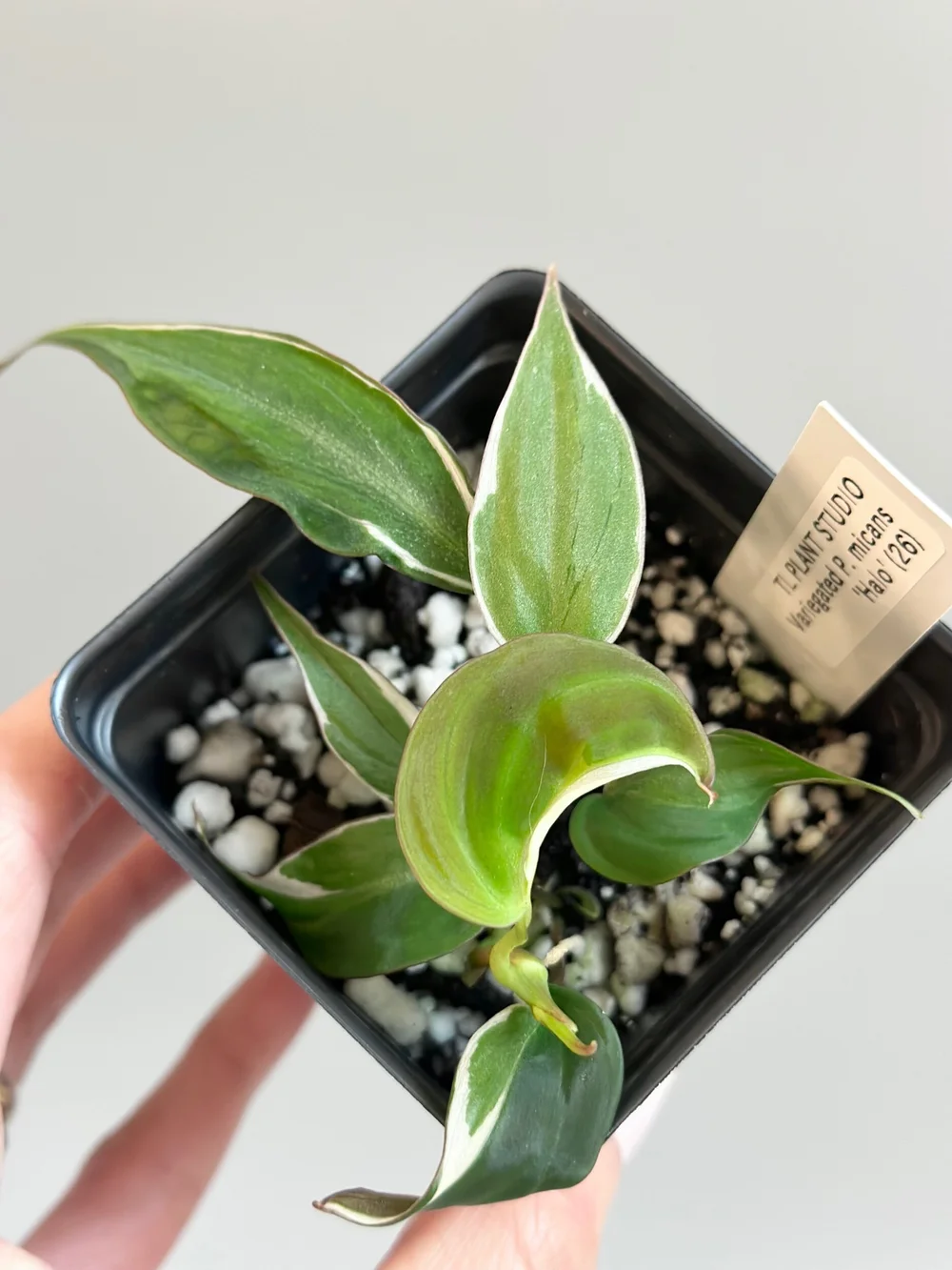 panda succulent Panda Kalanchoe Tomentosa main image 1