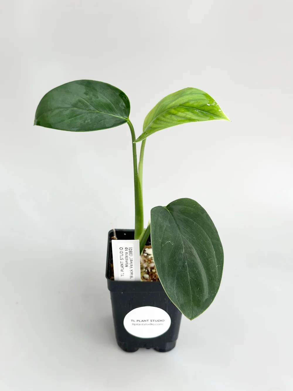 2in1**Monstera sp Black Velvet #380  TL PLANT STUDIO