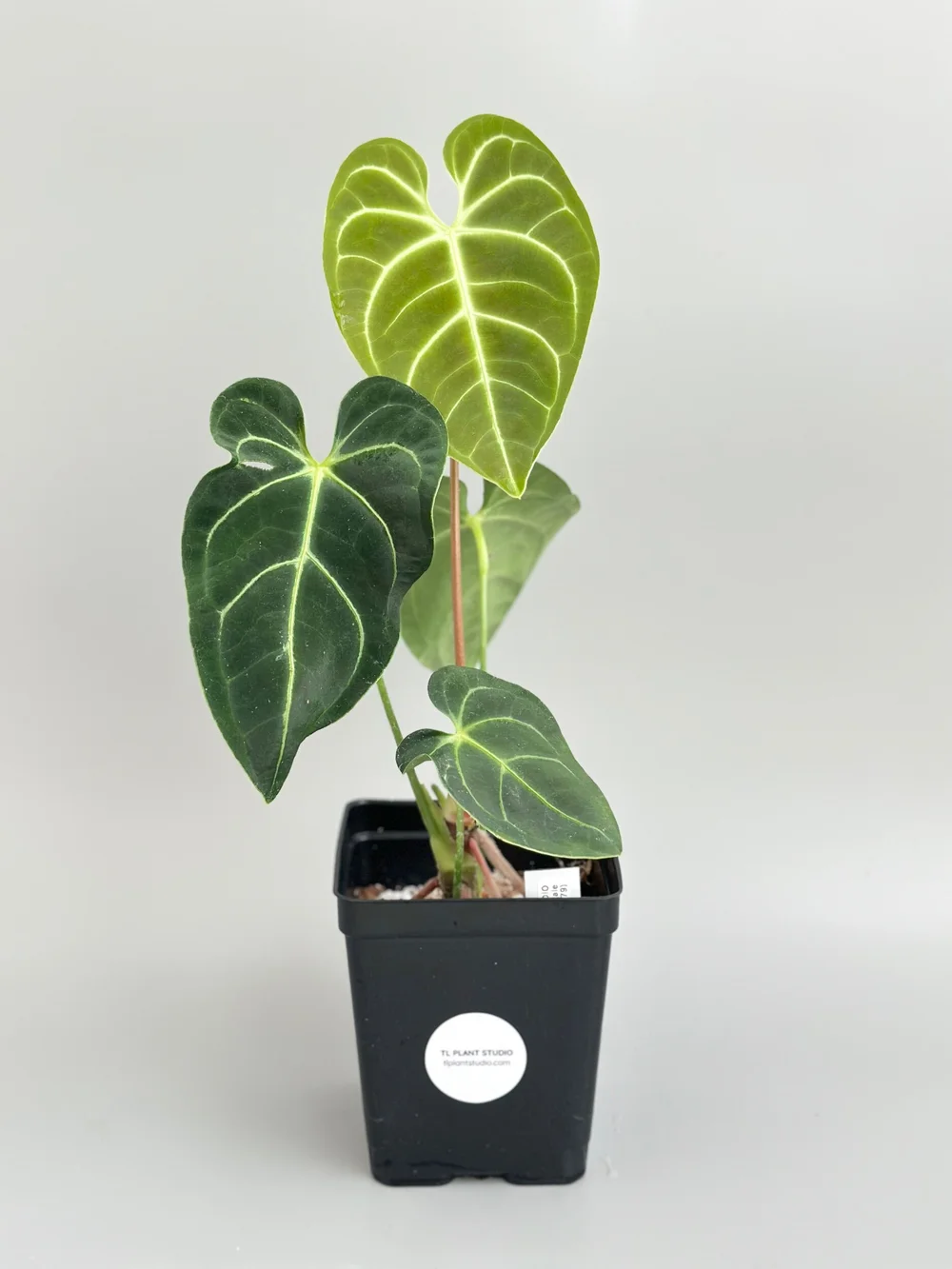 その他観葉植物 Anthurium Regale 大サイズ♡アンスリウム レガレ Anthurium 'Regale' 観葉植物