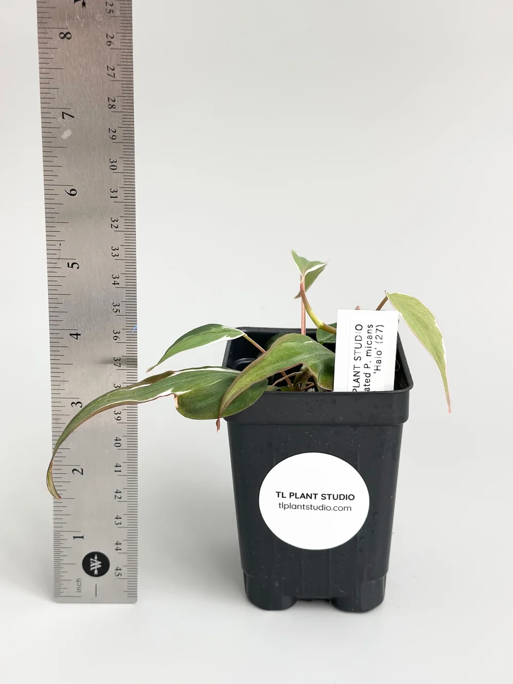 Variegated Philodendron micans 'Halo' #27  TL PLANT STUDIO