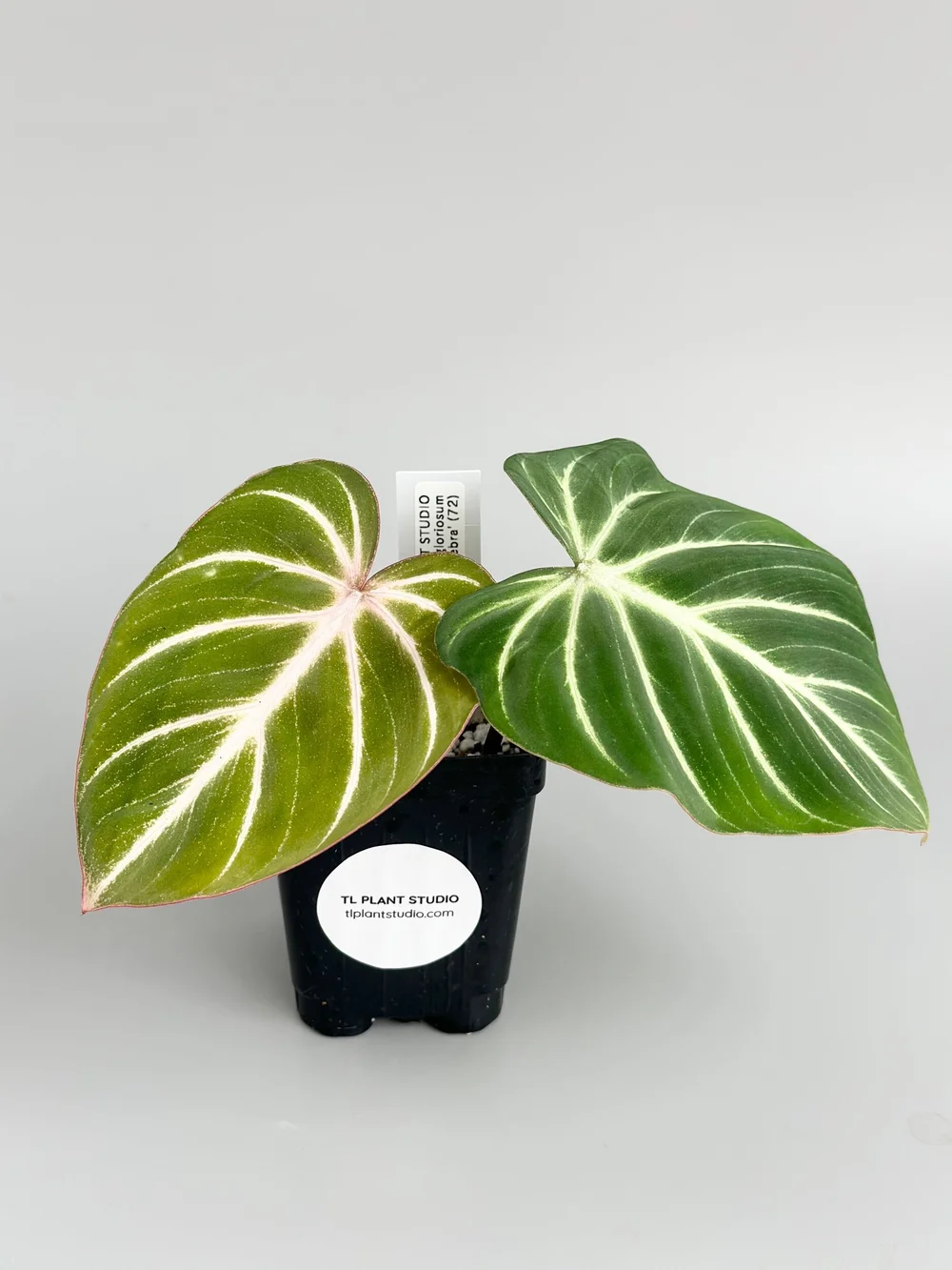 snake plant zeylanica Sansevieria