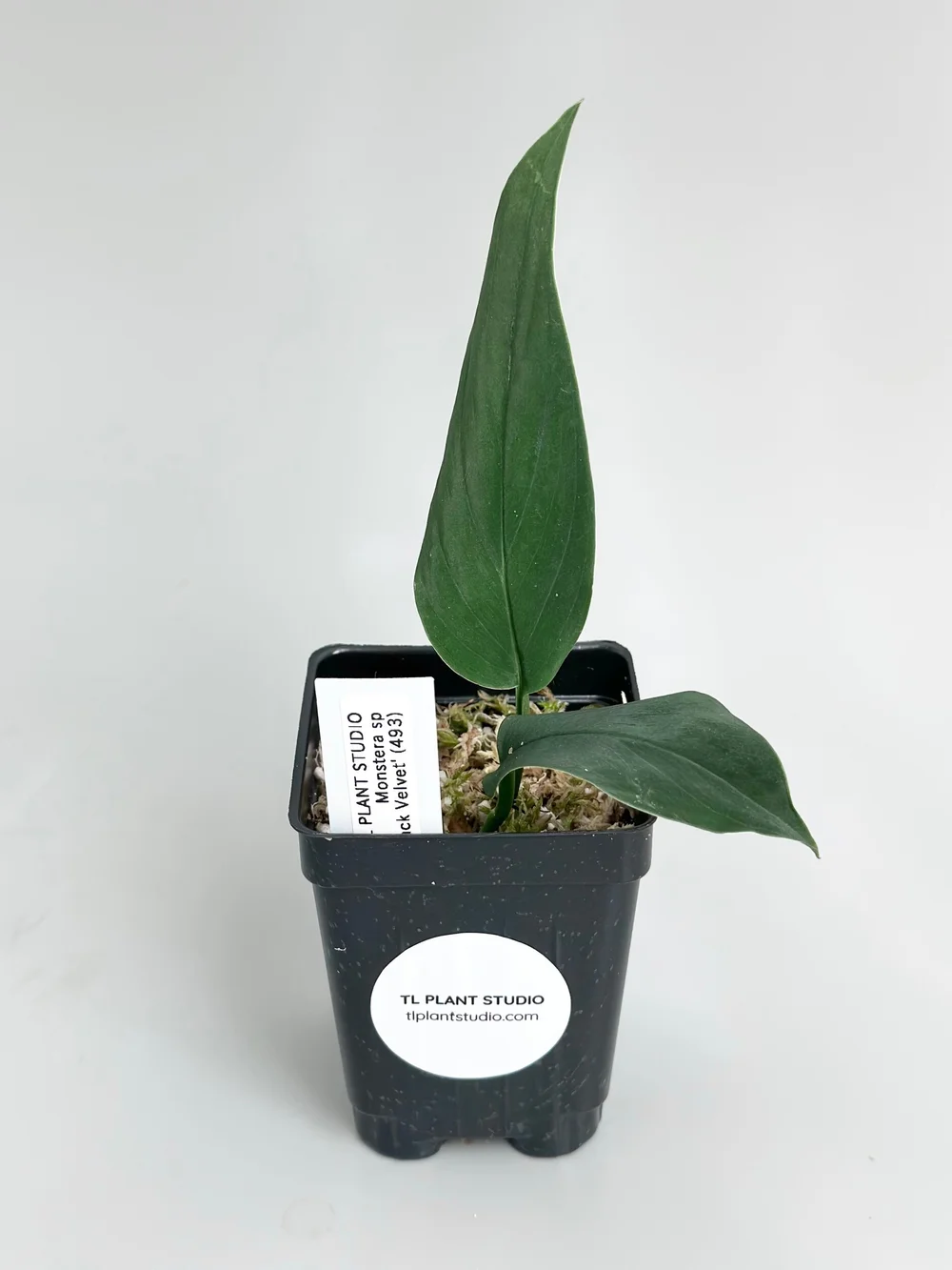 philodendron monstera obliqua Monstera Obliqua 'Peru' *Grower's Choice* main image 1