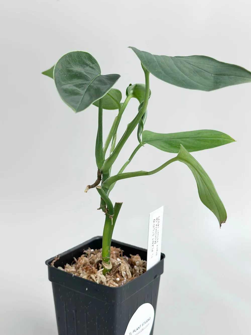 Monstera sp Black Velvet #492  TL PLANT STUDIO