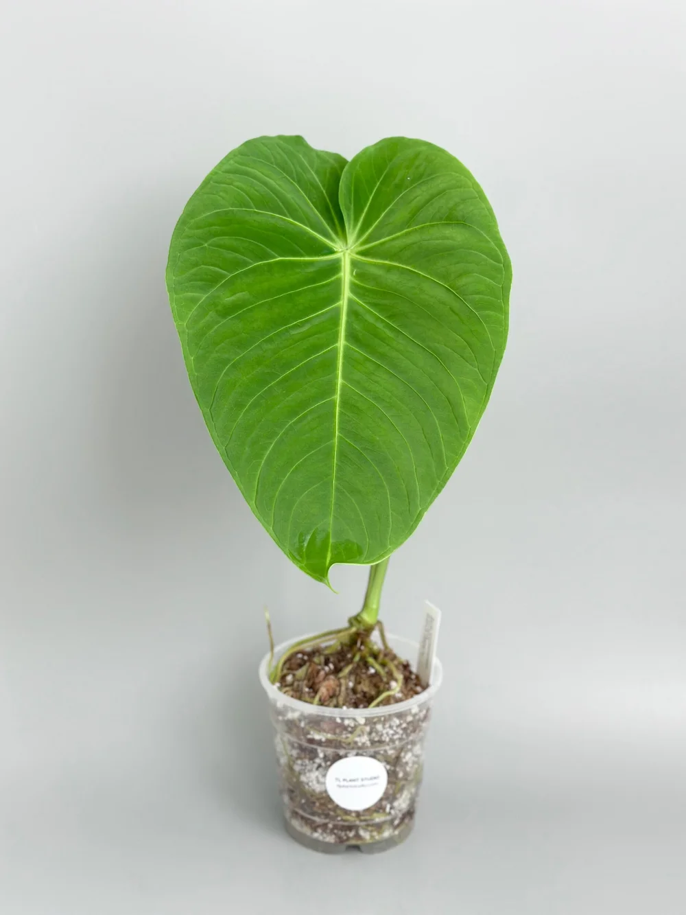 Large 17inch Tall Anthurium waterburyanum #473  TL PLANT STUDIO